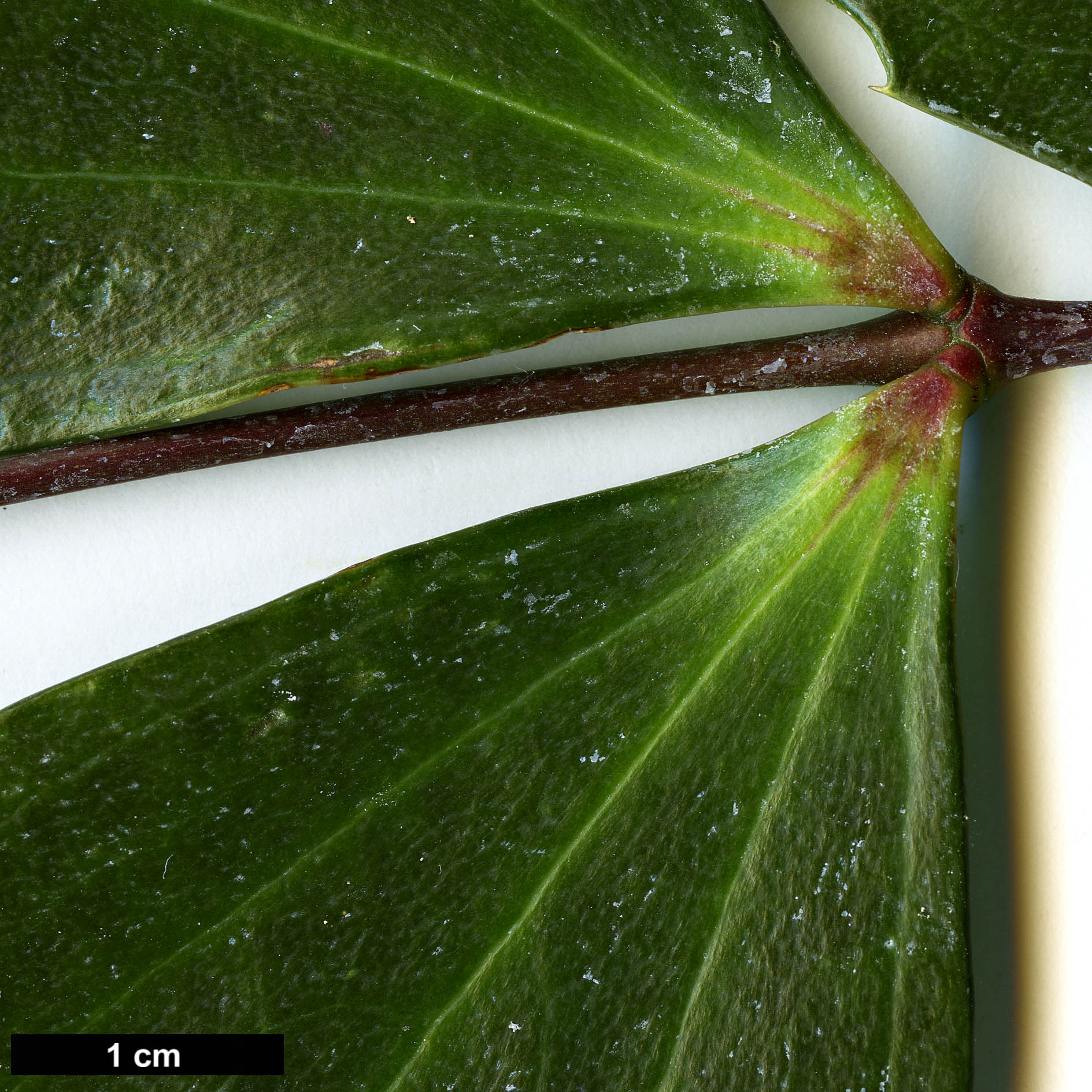 High resolution image: Family: Berberidaceae - Genus: Mahonia - Taxon: cfr. nitens